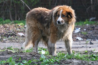 Из-за санкций ЕС Калининград лишился средств для уборки собачьих экскрементов