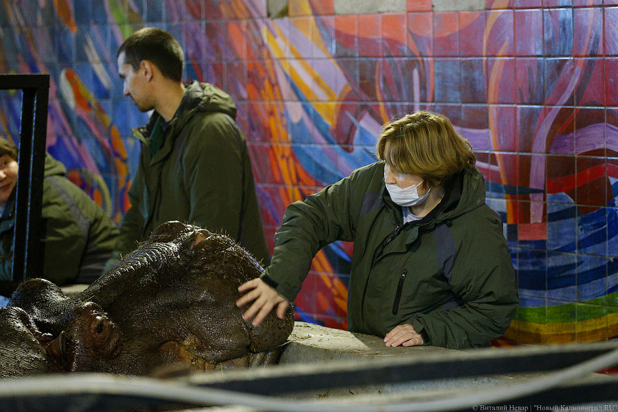 То ли сына, то ли дочь: в зоопарке Калининграда родился бегемотик (фото)
