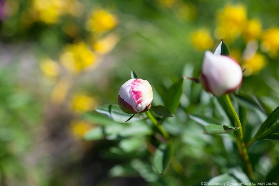 Розовое цветение: Ботанический сад открылся для посетителей (фото)