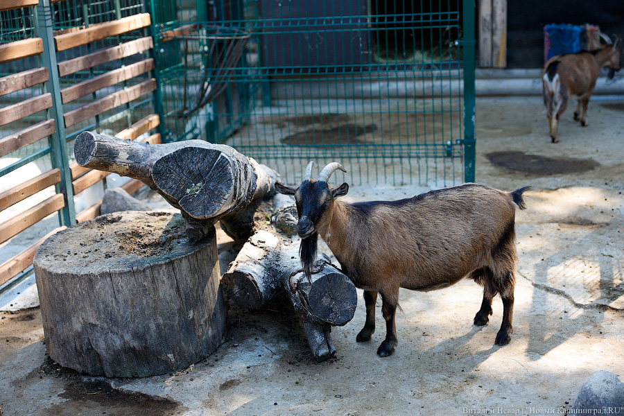 Последний транш: как Калининградский зоопарк завершает совместный с Евросоюзом проект (фото)