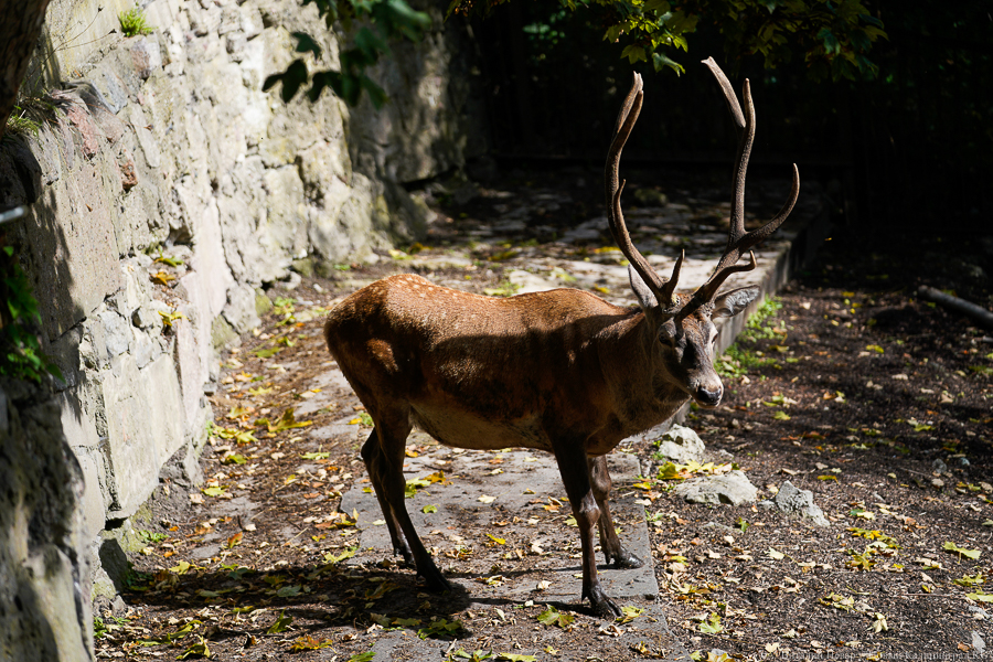 «Замирают, широко раскрыв глаза»: в Росприроднадзоре рассказали о поведении диких животных на дороге