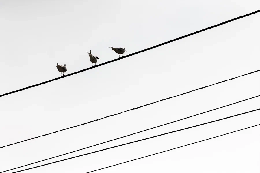 В Калининграде планируют демонтировать старые опоры контактной сети