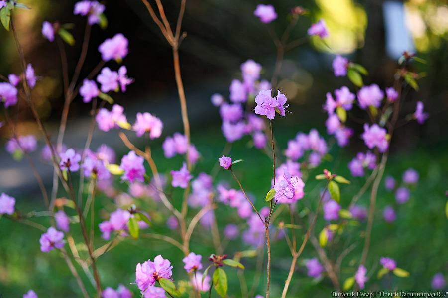Тот, кто любит цветы: в Калининграде цветёт Ботанический сад (фото)