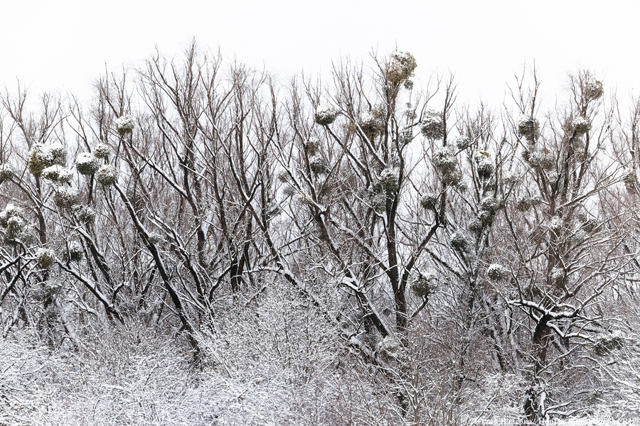 После двадцати лет ожидания: как Калининград встретил Новый год со снегом (фото)