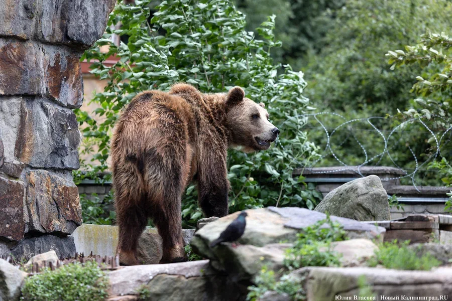 Калининградский зоопарк признали «Зоопарком года» на Всероссийской парковой премии