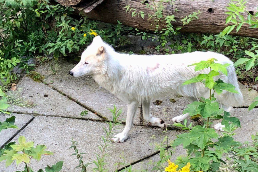 Директор зоопарка пытается наладить контакт волчицы Весты и человека (видео)