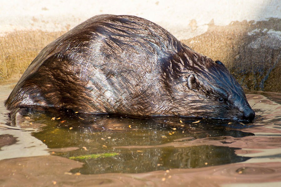 В центре Советска бобер повалил несколько деревьев на городском озере (фото)