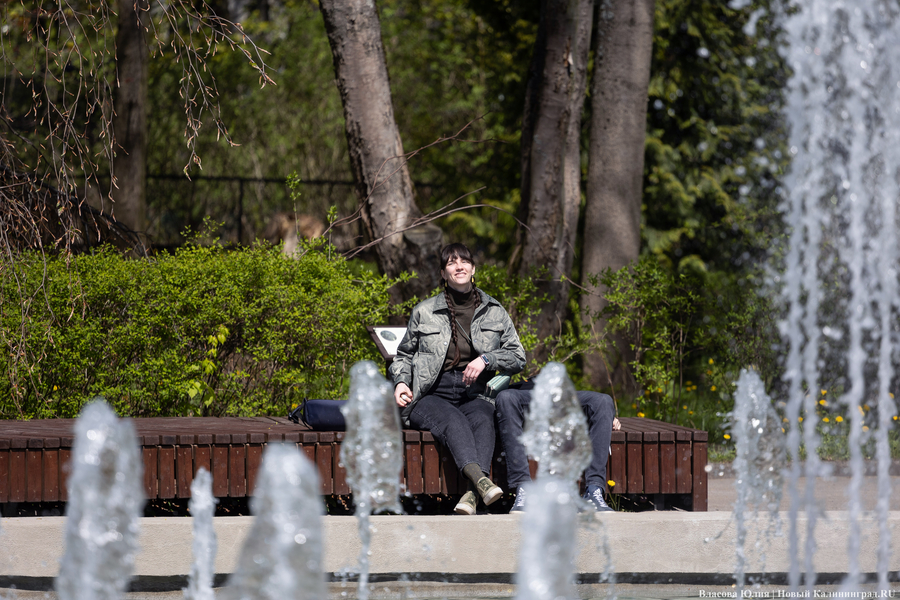 «Быки» и «младенцы»: в Калининграде начался сезон фонтанов (фото)