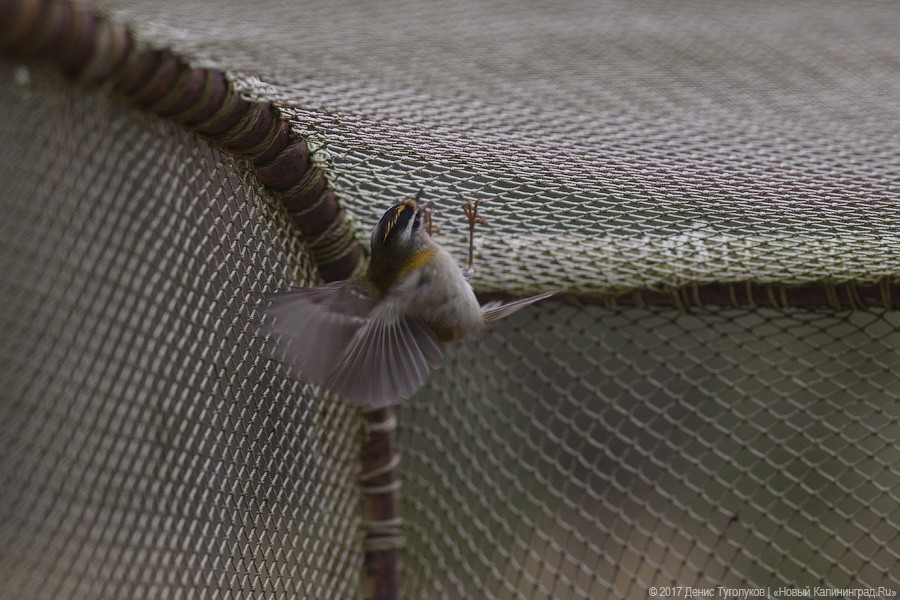 Фото — Денис Туголуков, «Новый Калининград.Ru»
