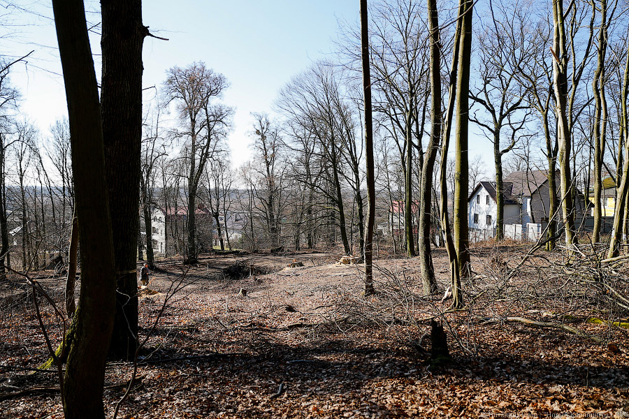 Пеньки в Холмогоровке: кто вырубает лесопарк под Калининградом