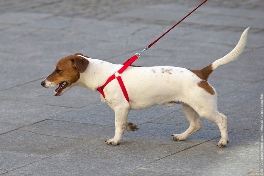 МВД в разы сократило список потенциально опасных собак
