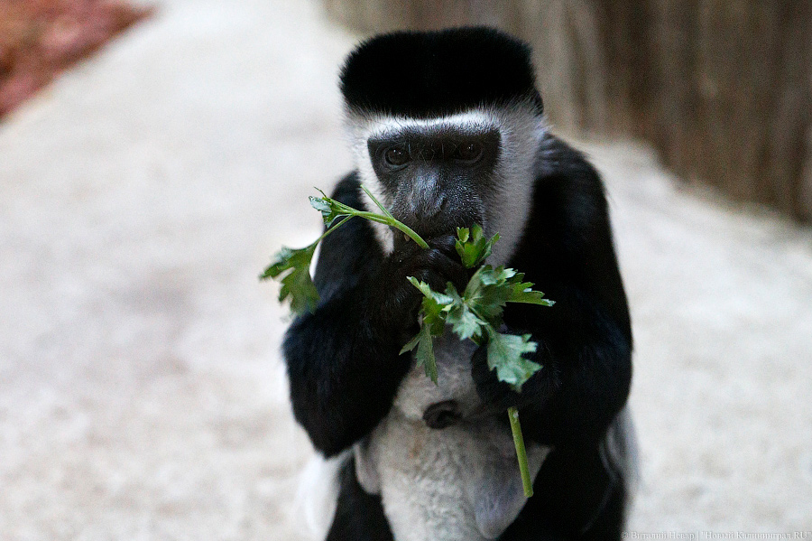Подарки для зверей: как животных в зоопарке с Новым Годом поздравляли (фото)