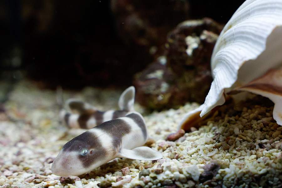 Baby Shark: в Музее Мирового океана родились «акулята-котята» (фото)