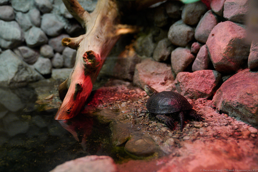 Жаба, гадюка и другие: в зоопарке открылся террариум после ремонта (фото)