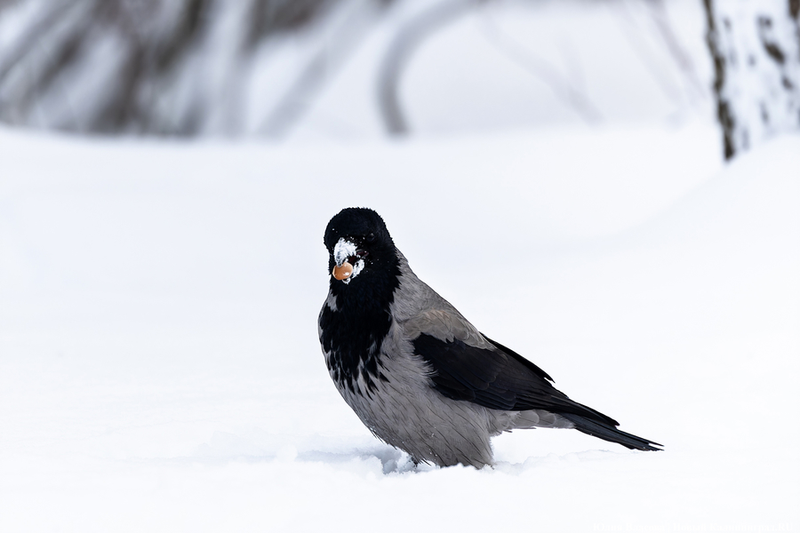 Погода в Калининградской области 1 января