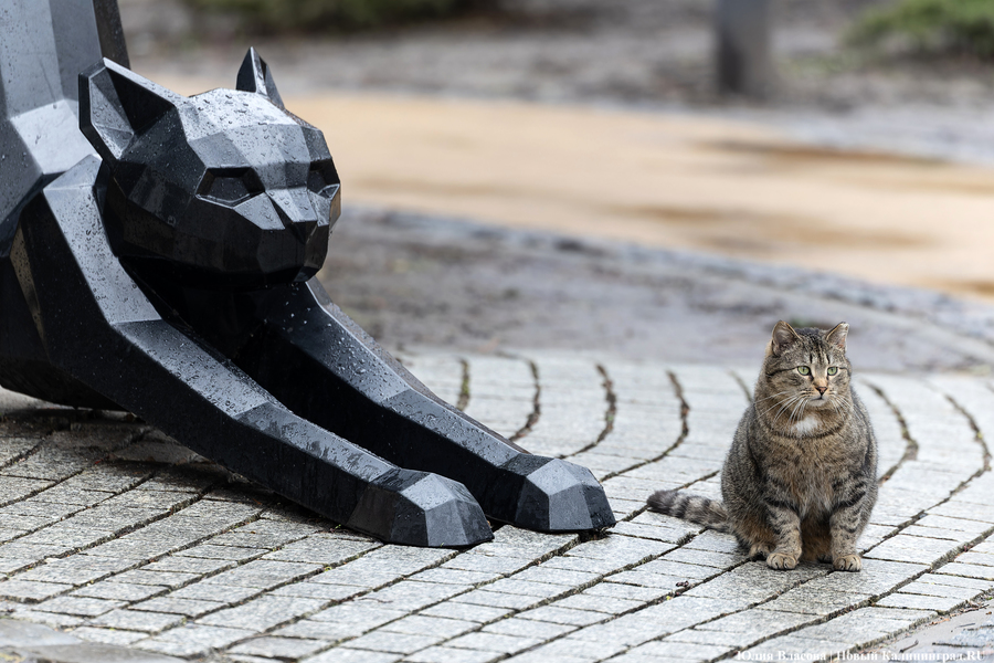 Погода в Калининградской области 14 октября