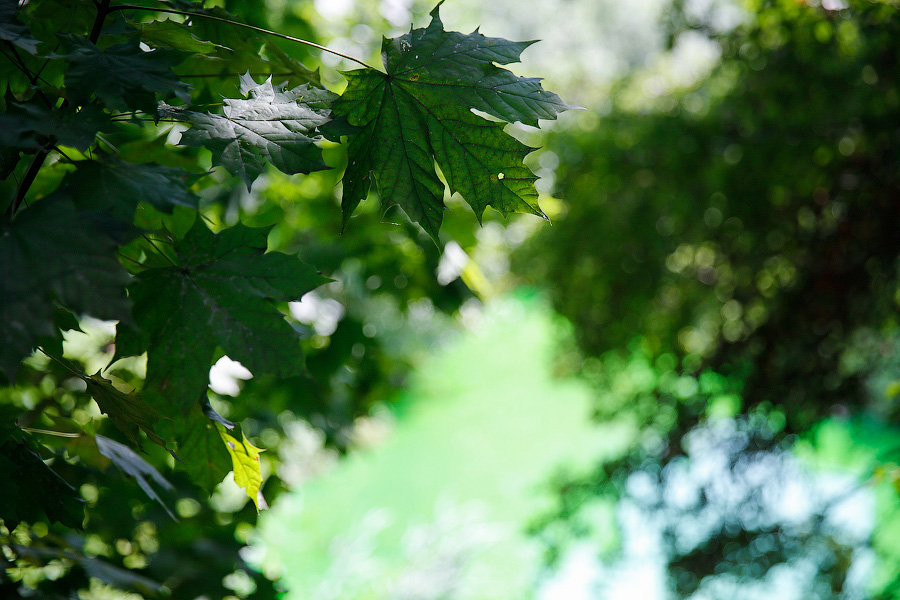 Страшный сон Тортиллы: почему вода в Ялтинском пруду стала ядовито-зеленой (фото)