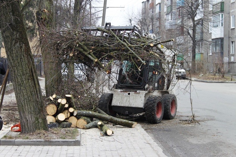 В районе проспекта Мира собираются вырубить сухие деревья