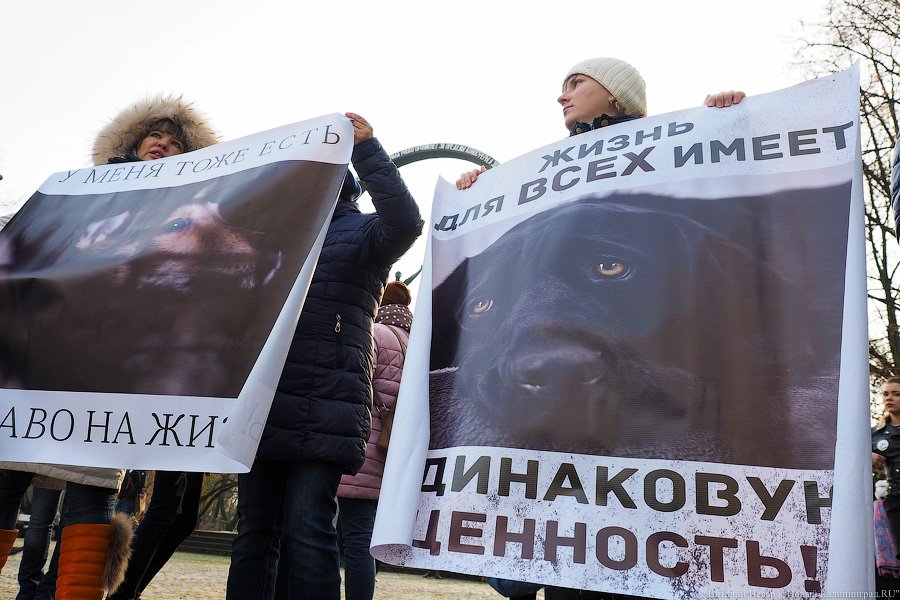 За что нас убивают?: как в Калининграде митинговали в защиту животных