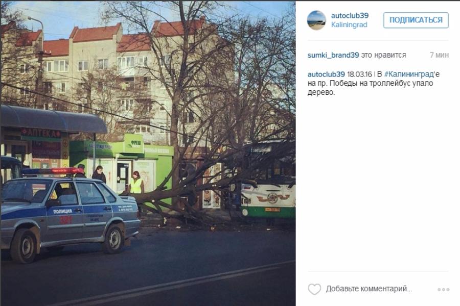 Очевидцы: в Калининграде на троллейбус упало дерево (фото, дополнено)