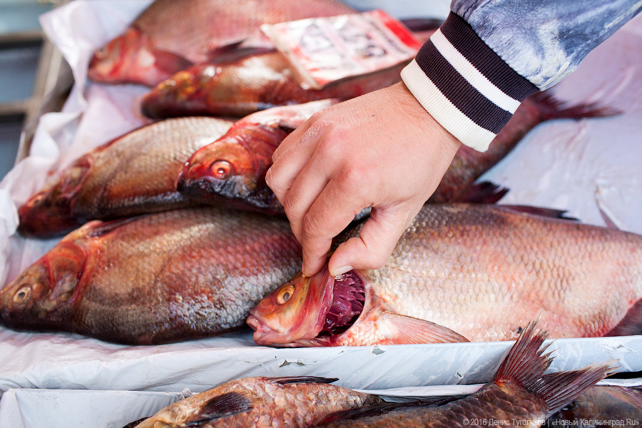 Треска из Пионерского, лещ из Полесска: что такое калининградская кухня