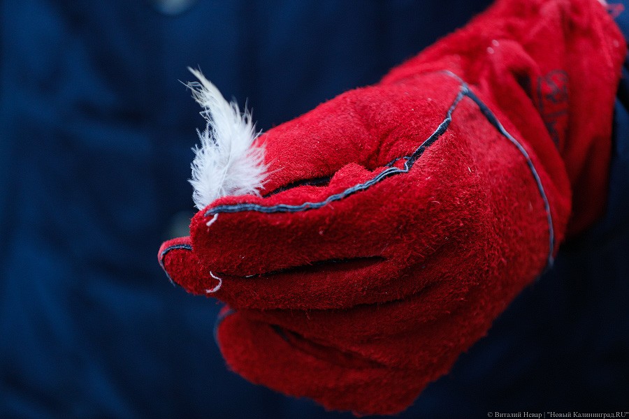 Пятеро местных и один залетный: на Куршской косе выпустили на волю канюков (фото)