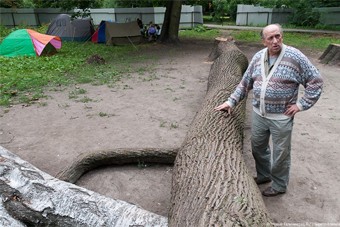 В Ялтинском парке убирают спиленные деревья 