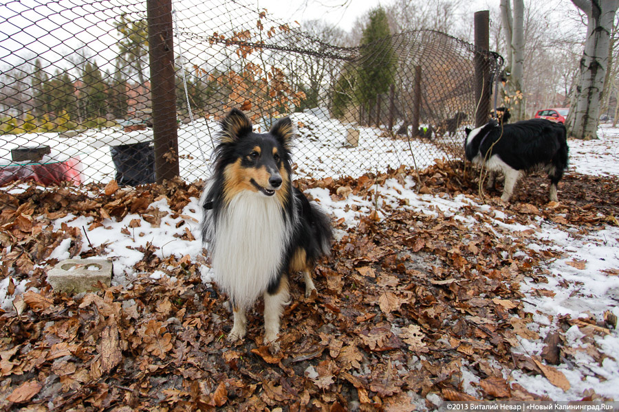 «Праздник для собак»: фоторепортаж из Ботанического сада