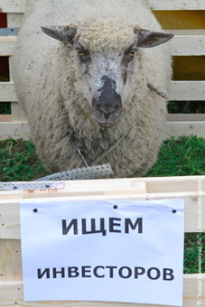Власти пообещали поддержать за счет бюджета овцеводов и козоводов