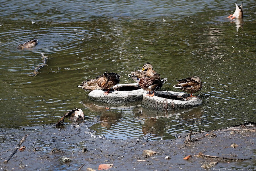 Минприроды хочет запретить охотникам добывать несколько видов дичи в сезон