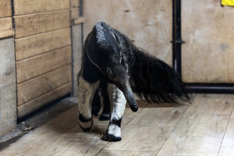 В Калининградском зоопарке выбрали имя для малыша-муравьеда
