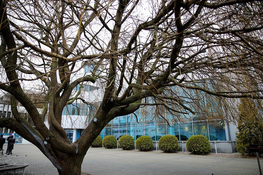 Виталий Невар / Новый Калининград