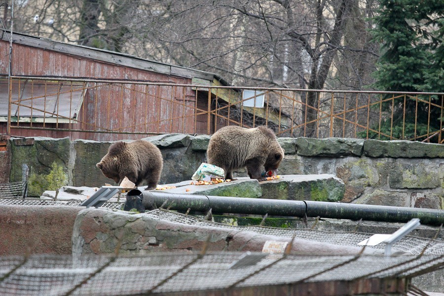 Калининградский зоопарк пустит «юных душой и телом» в медвежатник