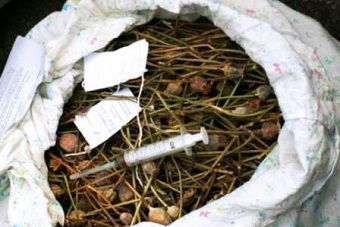 В Гусеве наркоторговцы продавали маковую соломку на рынке