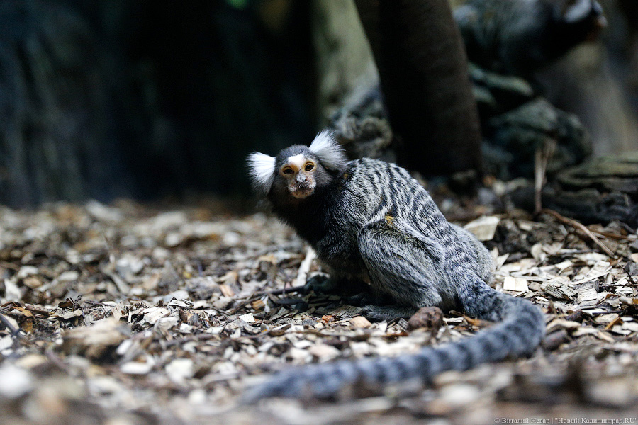 Само очарование: «фотосессия» семейства игрунок в Калининградском зоопарке 