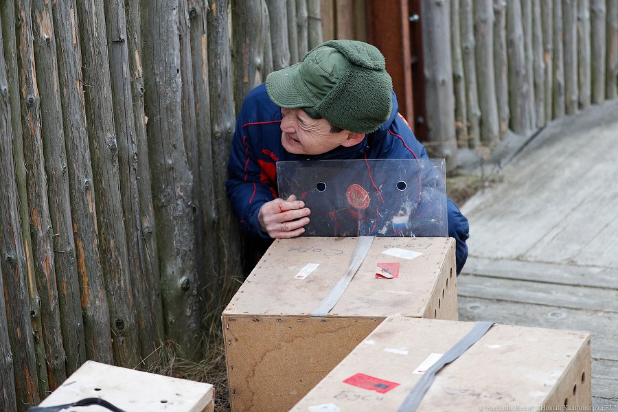 Пятеро местных и один залетный: на Куршской косе выпустили на волю канюков (фото)