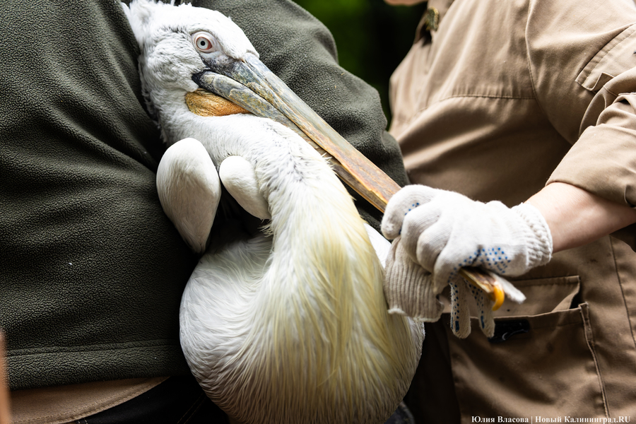 Вольные птицы: в зоопарке Калининграда пернатых выпустили в водоемы (фото)