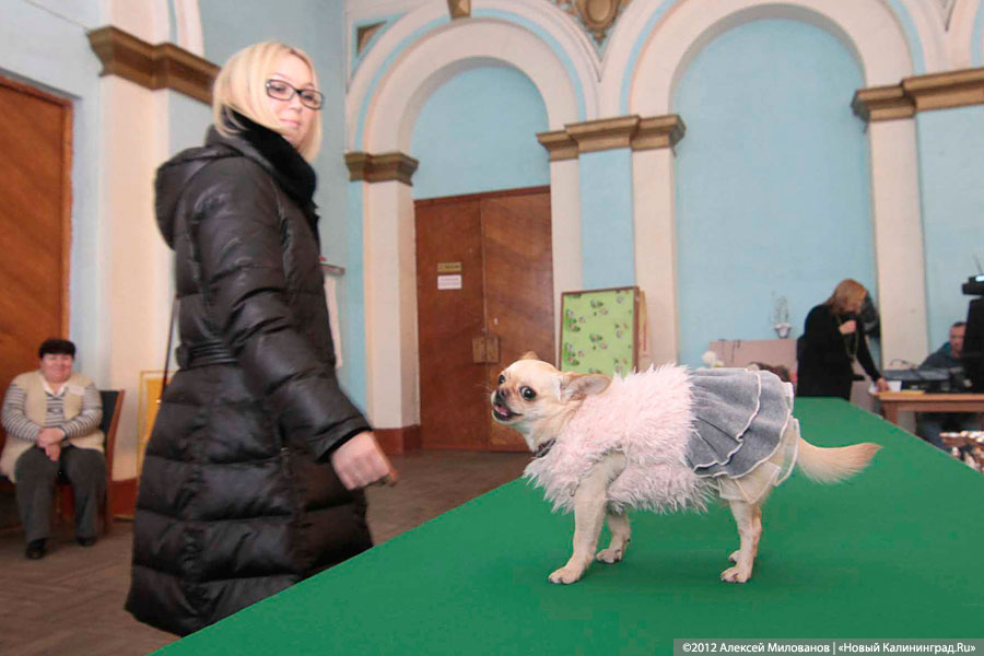 «Такса-крокодил и другие»: фоторепортаж с выставки кошек и собак