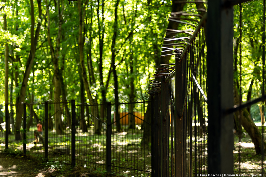 «Золотое место»: на территории еврейского кладбища планируют обустроить мемориальный парк   ﻿