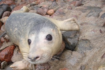 Подброшенного в клинику тюлененка вылечили с помощью нанотехнологий