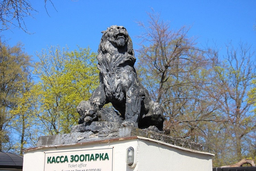 Львов у входа в Калининградский зоопарк демонтируют 