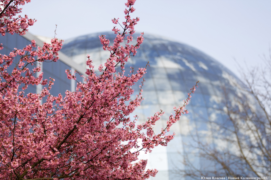 Розовое облако: в Калининграде расцвела сакура (фото)