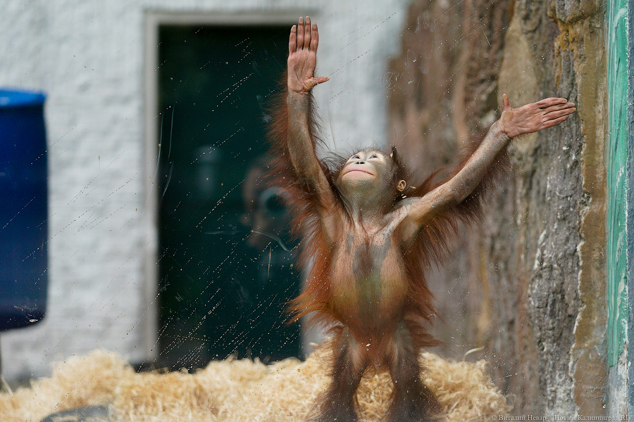 Вот компания какая: Калининградский зоопарк открыл все павильоны для посетителей