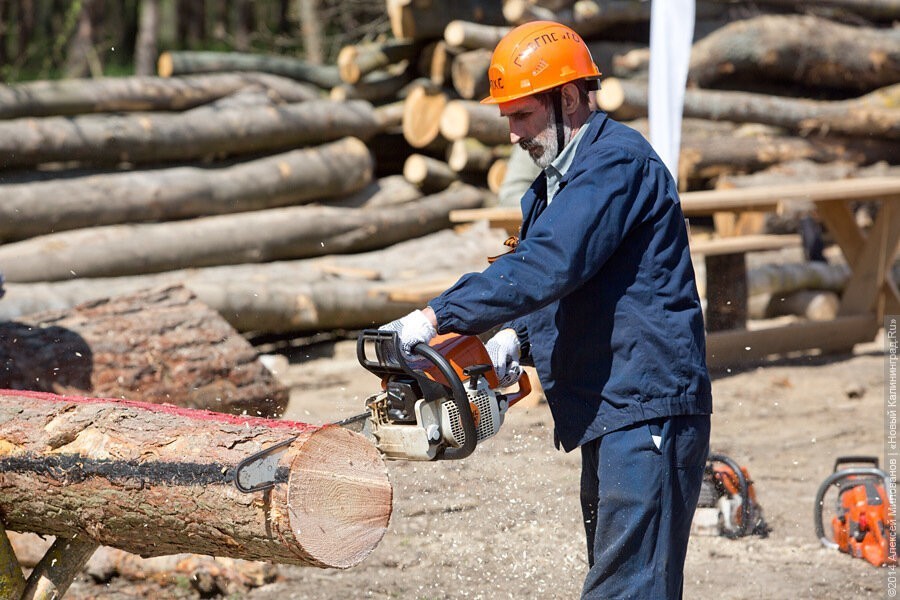 Депутаты: поступает очень много жалоб на маленькие нормативы заготовки древесины