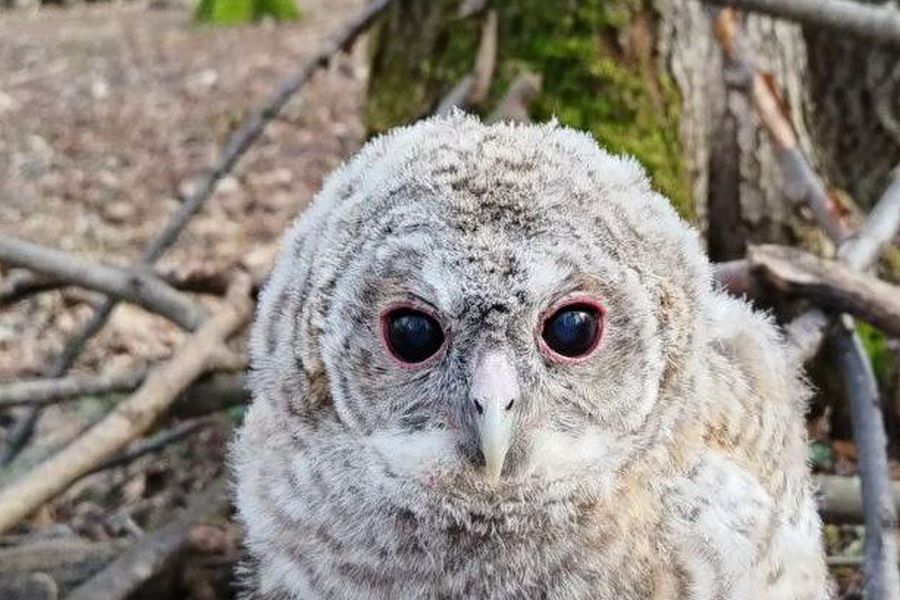 Экологи: в парках появились совята, лучшее решение — пройти мимо