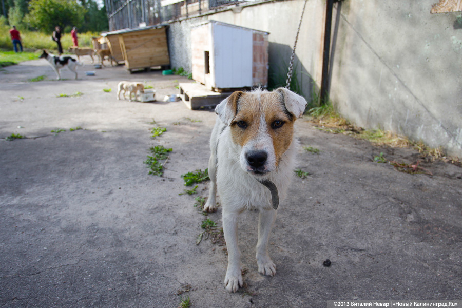 Естественный отбор: что творится за забором Службы защиты животных (фото)