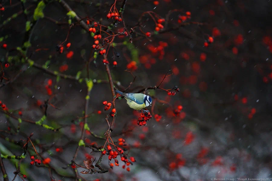 Синоптики: разогретый тропический воздух принесёт региону «ощутимое потепление»