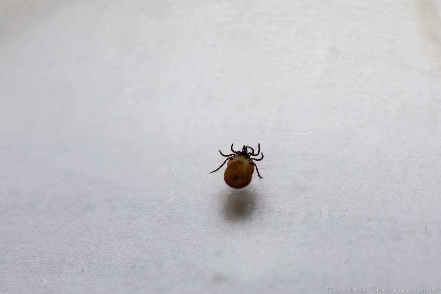 Бабура: наибольшая активность клещей начнётся в конце августа