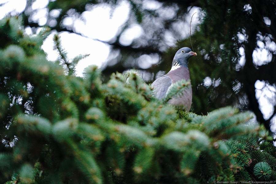 Весна близко: погода в Калининградской области 28 февраля