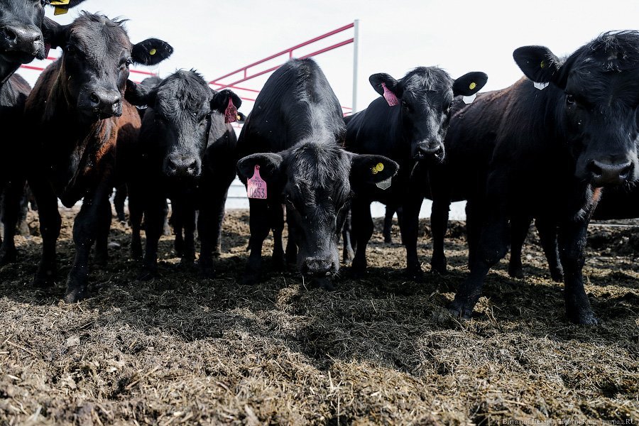 Ведущий производитель говядины в России намерен увеличить поголовье скота в регионе на 34%
